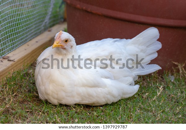 Pullet Chicken with white feathers resting in a\
backyard chicken run
