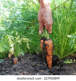 Pulling Carrots out of the ground