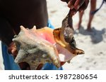 Pulling a Conch out of a Shell on the Beach in Turks and Caicos