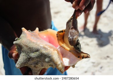 Conchs Images, Stock Photos & Vectors | Shutterstock