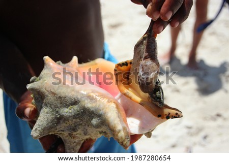 Pulling a Conch out of a Shell on the Beach in Turks and Caicos