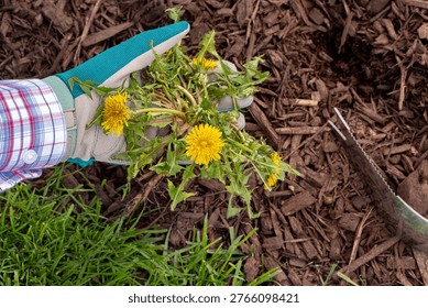 Pulling dandelion weed by hand. Lawncare, lawn maintenance and gardening concept.