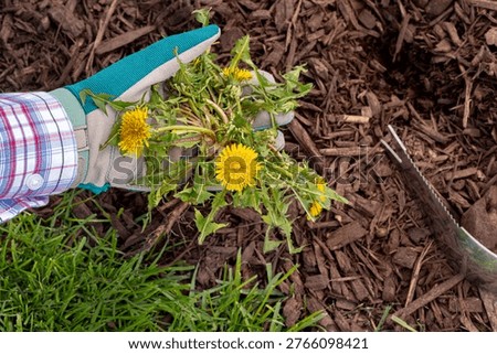 Pulling dandelion weed by hand. Lawncare, lawn maintenance and gardening concept.