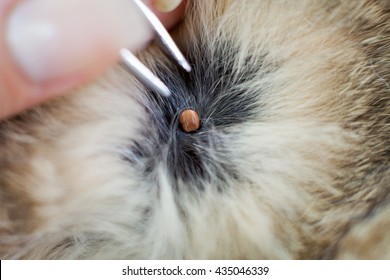 Pulling Out Tick From Pets Hair With Tweezers