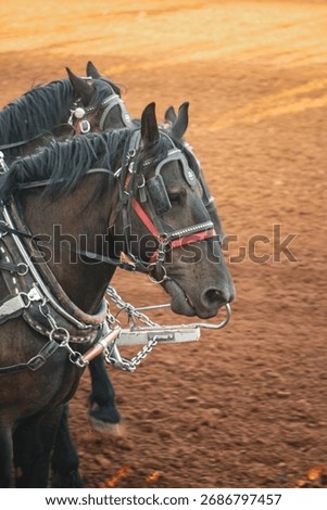 Percheron’s pulling wagon in harnesses