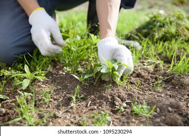 pulling weeds by hand 