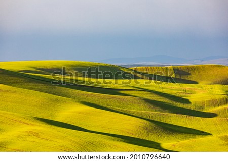Pullman, Washington, USA. Rolling wheat fields in the Palouse hills.