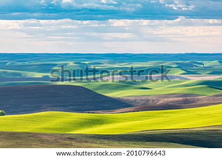 Pullman, Washington, USA. Rolling wheat fields in the Palouse hills.