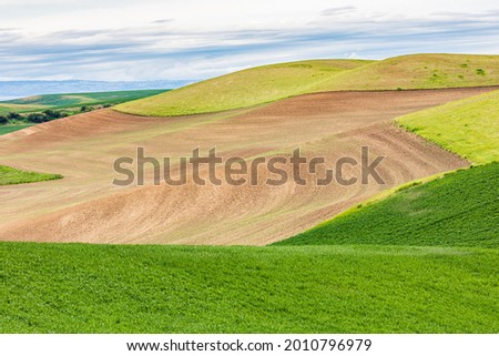 Pullman, Washington, USA. Rolling wheat fields in the Palouse hills.