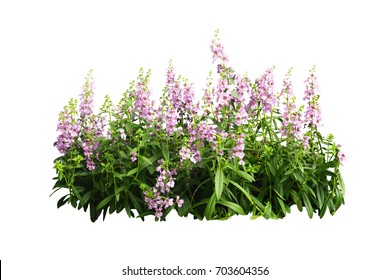 pulple flower bush tree isolated tropical plant with clipping path