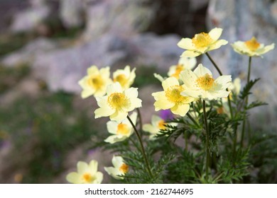 Pulsatilla alpina, alpine anemone, bunch of yellow wildflowers at the high mountain meadow close-up.  Bunch of beautiful blooming flowers by spring day in swiss Alps.  Flora of Switzerland.