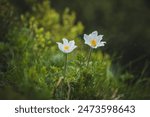 Pulsatilla alpina, the alpine pasqueflower or alpine anemone grows in the highlands of the Carpathians. Pulsatilla alpina in national park High Tatras.