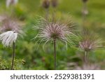 Pulsatilla alpina, the alpine pasqueflower or alpine anemone, is a species of flowering plant in the Ranunculaceae family. Pulsatilla alpina flowers in the Carpathian highlands. Rare flora.