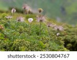 Pulsatilla alpina, the alpine pasqueflower or alpine anemone, is a species of flowering plant in the Ranunculaceae family. Pulsatilla alpina flowers in the Carpathian highlands. Rare flora.