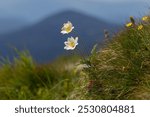 Pulsatilla alpina, the alpine pasqueflower or alpine anemone, is a species of flowering plant in the Ranunculaceae family. Pulsatilla alpina flowers in the Carpathian highlands. Rare flora.