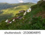 Pulsatilla alpina, the alpine pasqueflower or alpine anemone, is a species of flowering plant in the Ranunculaceae family. Pulsatilla alpina flowers in the Carpathian highlands. Rare flora.