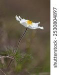 Pulsatilla alpina, the alpine pasqueflower or alpine anemone, is a species of flowering plant in the Ranunculaceae family. Pulsatilla alpina flowers in the Carpathian highlands. Rare flora.