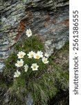 Pulsatilla alpina, the alpine pasqueflower or alpine anemone along the alpine trail from Rastkogelhütte to Jausenstation Melkboden, a leg of the alpine crossing from Tegernsee to Sterzing.