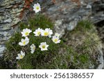 Pulsatilla alpina, the alpine pasqueflower or alpine anemone along the alpine trail from Rastkogelhütte to Jausenstation Melkboden, a leg of the alpine crossing from Tegernsee to Sterzing.