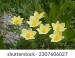 Pulsatilla alpina subsp. apiifolia commonly known as alpine pasqueflower or alpine anemone