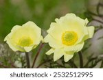 Pulsatilla alpina subsp. apiifolia commonly known as alpine pasqueflower or alpine anemone