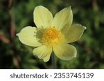 pulsatilla alpina yellow mountain anemone