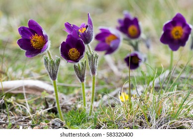 Pulsatilla Flower, Cévennes National Park, France