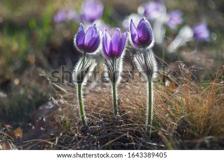 Pulsatilla grandis - Beautiful pasque flower beautiful purple flower on meadow photographed with old lens