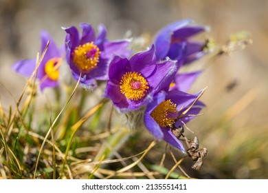 Pulsatilla grandis, the greater pasque flowers. Purple flowers on a blurred background in a springtime. - Powered by Shutterstock