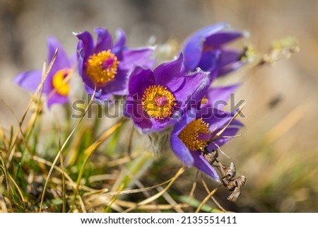 Pulsatilla grandis, the greater pasque flowers. Purple flowers on a blurred background in a springtime.