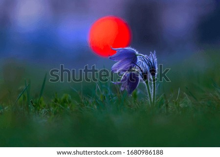 Similar – Image, Stock Photo Pasque flower just blooming in the home garden