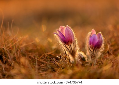 Pulsatilla Grandis At Sunset - Rare Flower