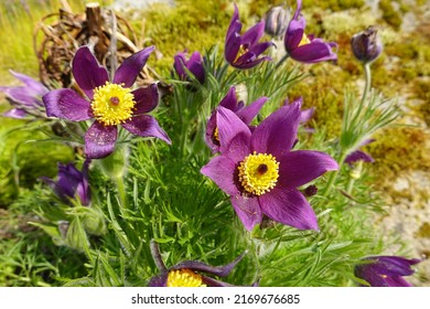 Pulsatilla vulgaris (Pasque flower) has dazzling blue-purple flowers and light-catching, fuzzy seed heads. - Powered by Shutterstock