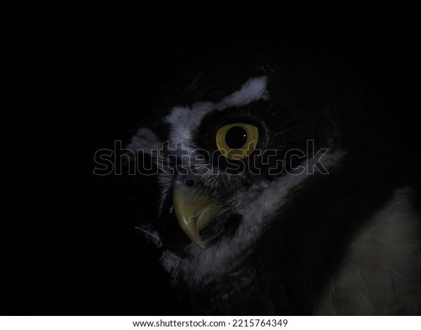 pulsatrix perspicillata spectacled owl isolated\
on black background close up\
portrait