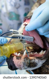 Pulse Oximeter In Tongue Of An Anesthetic And Intubated Dog In A Surgery