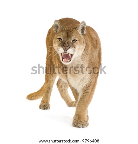 Puma (17 years) - Puma concolor in front of a white background