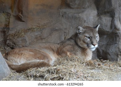 mountain lion laying down