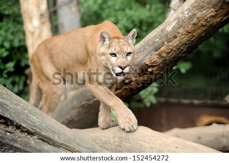 Puma