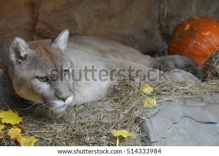 Puma