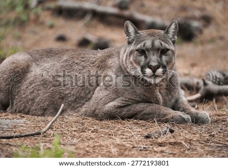 The Puma is 