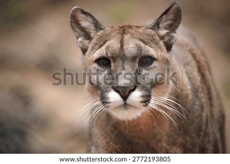 The Puma is 