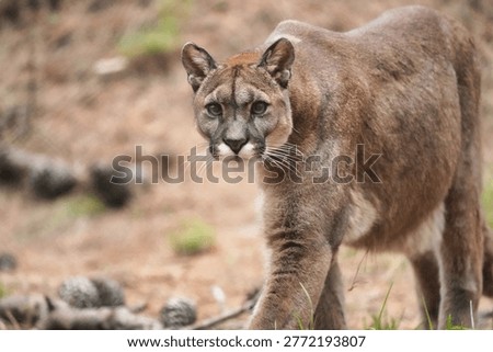 The Puma is 