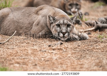 The Puma is 