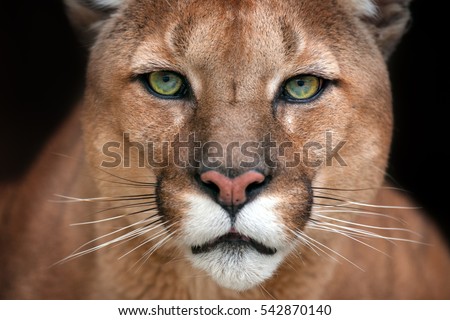 Puma close up portrait with beautiful eyes isolated on black background