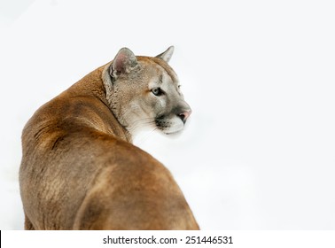 un puma cougar