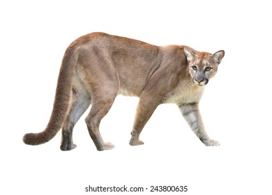 Puma Or Cougar Isolated On White Background