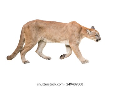 Puma Or Cougar Isolated On White Background