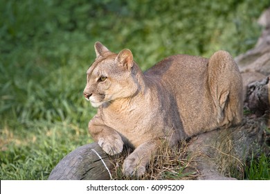 Puma Or Cougar In Patagonia  - Puma Concolor