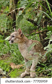 Puma Or Cougar In Patagonia - Puma Concolor