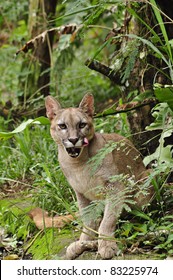 Puma Or Cougar In Patagonia - Puma Concolor